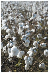 Cotton plants, a source of natural cellulose polymer