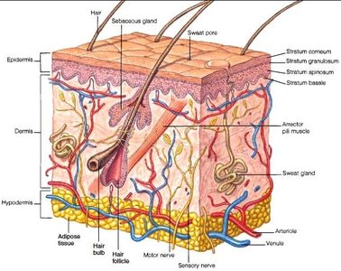 Skin structure diagram