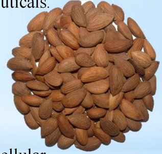 Bitter almond seeds (cyanide source)