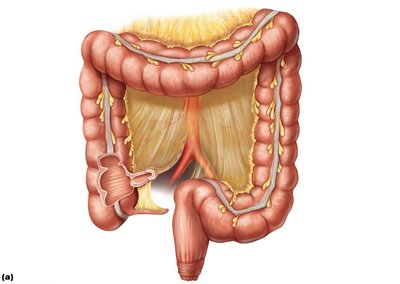 Gross anatomy of the large intestine