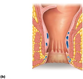 Anatomy of the anal canal and rectum