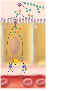 Carbohydrate digestion and absorption in the small intestine