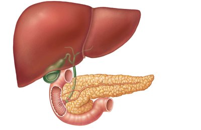 Relationship of the liver, gallbladder, and pancreas to the duodenum