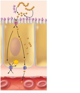 Protein digestion and absorption in the small intestine