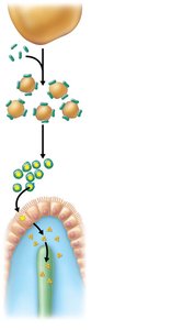 Emulsification, digestion, and absorption of fats