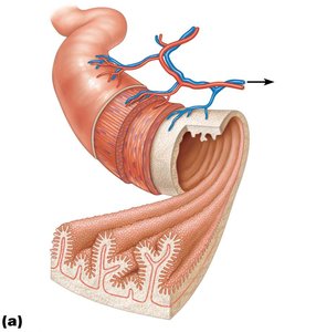Structural modifications of the small intestine: circular folds and villi