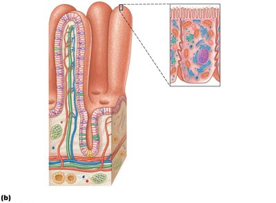 Detailed structure of a villus with capillaries and lacteal