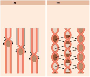 Peristalsis and segmentation in the small intestine