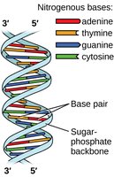 DNA double helix with base pairs