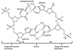 Hydrogen bonding between DNA bases