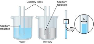 Capillary action in water and mercury
