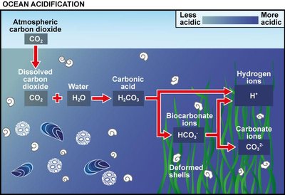 Ocean acidification and carbonate system