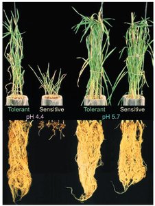 Wheat with Al tolerance at different pH