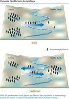 Dynamic equilibrium analogy with populations