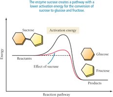Enzyme sucrase lowers activation energy