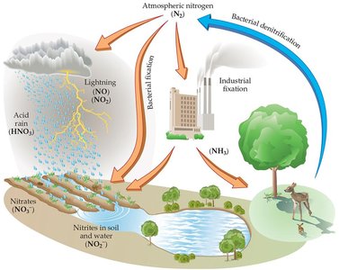 The nitrogen cycle