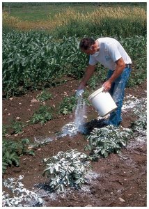 Applying slaked lime to soil