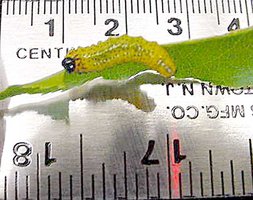 A ruler measuring a caterpillar, illustrating uncertainty in measurement