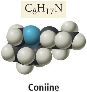 Molecular model of coniine, a poisonous alkaloid