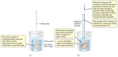 Osmosis demonstration