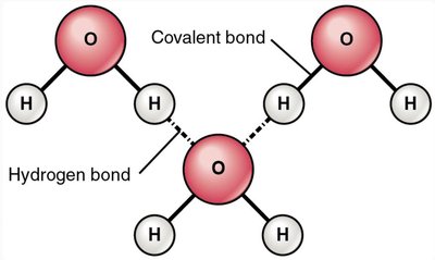 Hydrogen bonding between water molecules