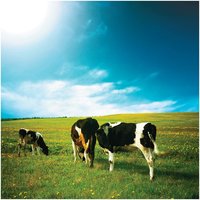 Cows grazing under sunlight, representing energy transfer in photosynthesis and respiration