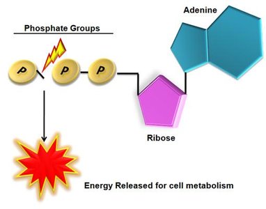 Diagram of ATP energy release for cell metabolism