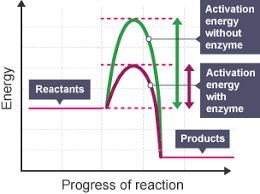 Energy diagram showing activation energy with and without enzyme