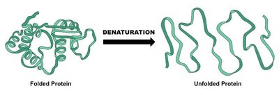 Diagram showing denaturation of a folded protein to an unfolded protein