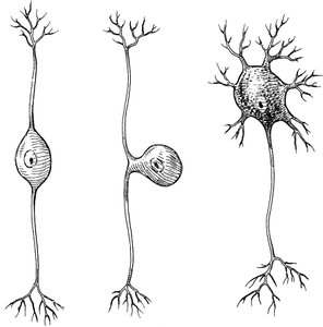Drawings of unipolar, bipolar, and multipolar neurons