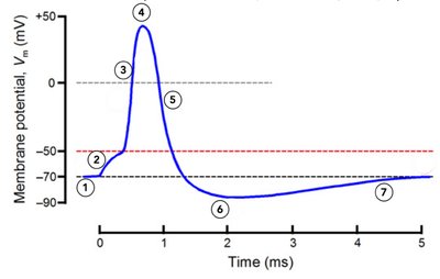 Action potential graph showing phases