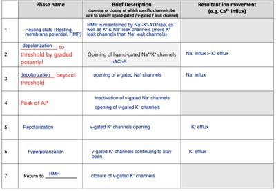 Table comparing action potential phases, channels, and ion movement