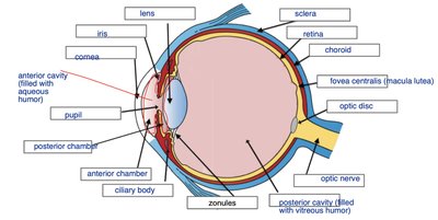 Labeled diagram of the eye