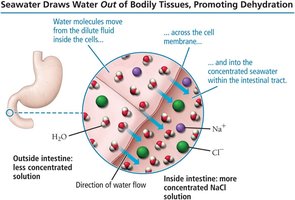 Seawater draws water out of bodily tissues