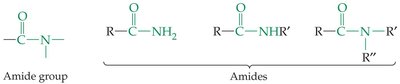 Amide group and amide structures