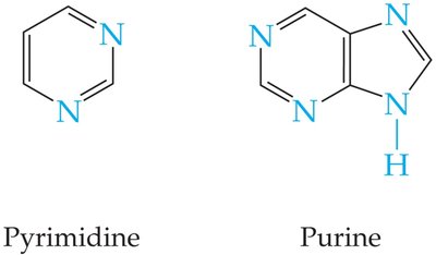 Structures of pyrimidine and purine