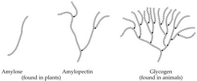 Structures of amylose, amylopectin, and glycogen