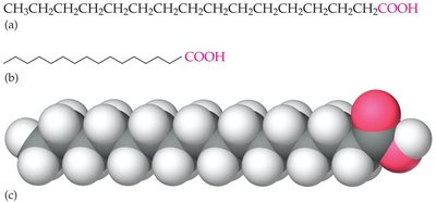 Structure of palmitic acid