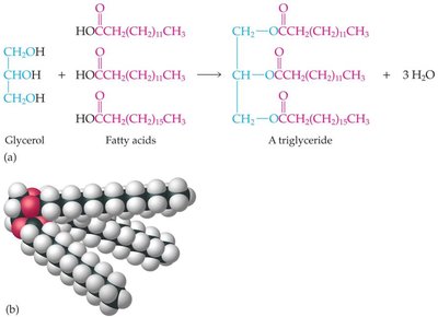 Formation of a triglyceride from glycerol and fatty acids