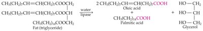 Hydrolysis of triglycerides by lipase