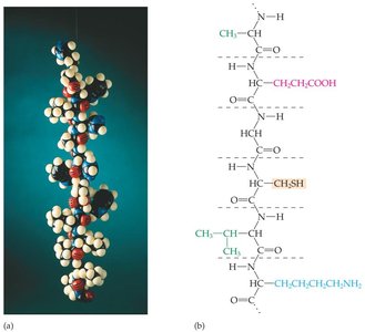 Protein model