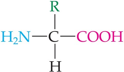 General structure of an amino acid