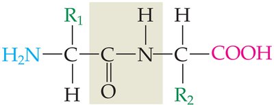 Amino acid structure with side chain