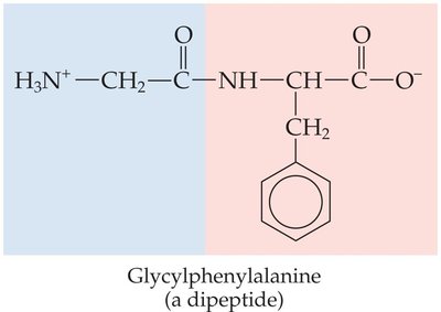 Zwitterion form of an amino acid
