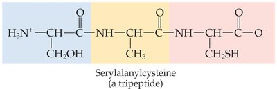 Peptide bond formation between amino acids