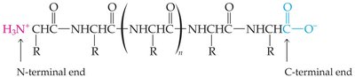 Polypeptide chain with N-terminal and C-terminal ends