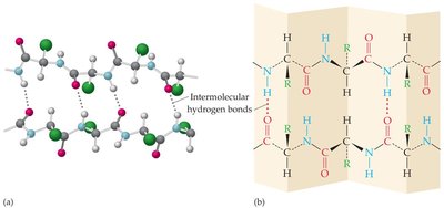 Beta-pleated sheet structure