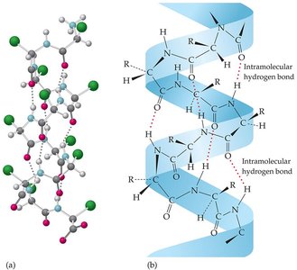 Alpha helix structure