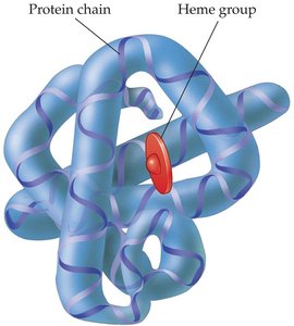 Tertiary structure of a globular protein