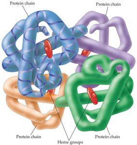 Quaternary structure of a protein